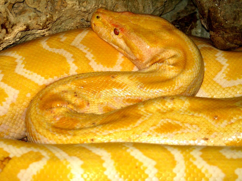 Python python bivittatus lizenzfreie stockfotografie