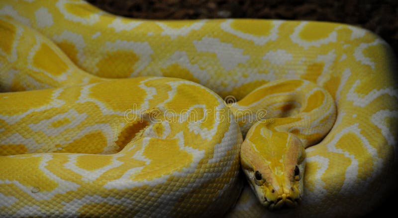 Python python bivittatus lizenzfreies stockbild