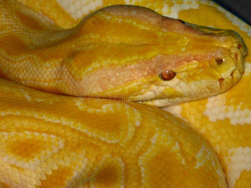 Python python bivittatus stockfotografie