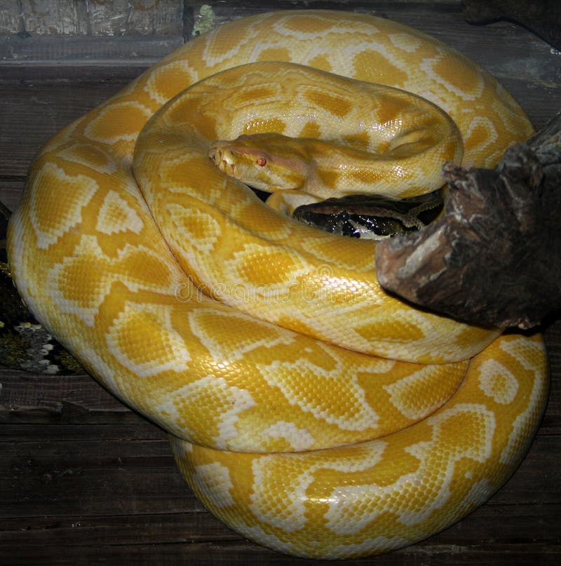 Python python bivittatus lizenzfreies stockfoto