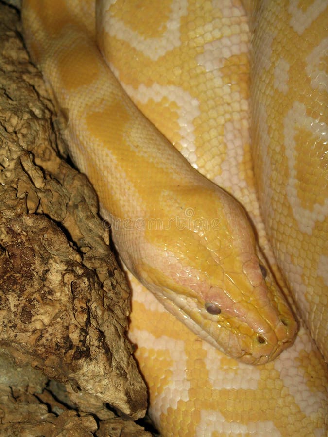 Python python bivittatus lizenzfreie stockbilder