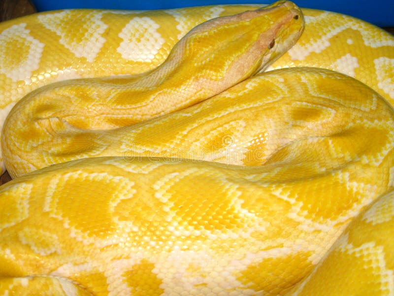 Python python bivittatus stockfotos