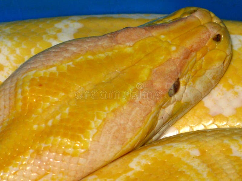 Python python bivittatus lizenzfreie stockbilder