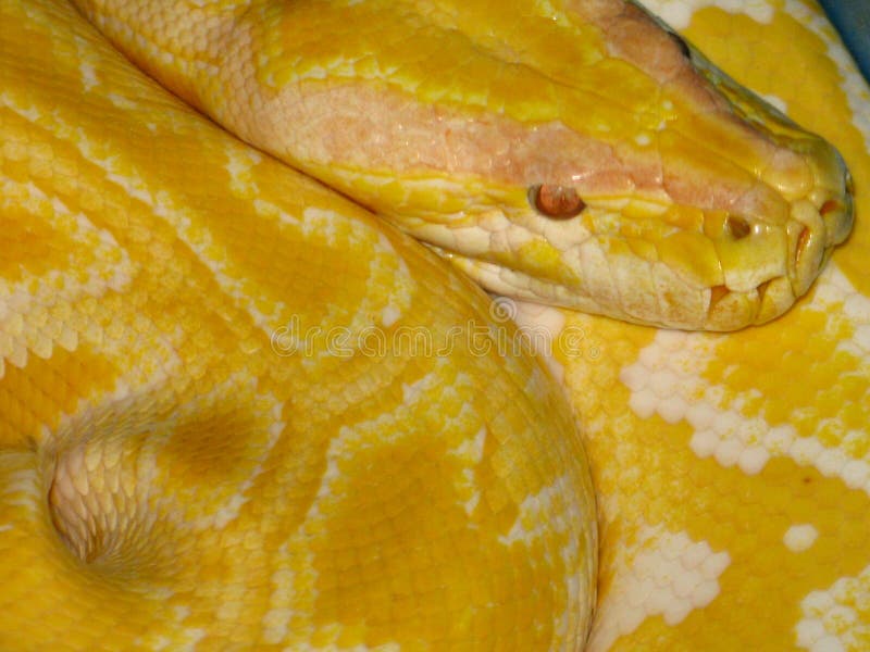 Python python bivittatus lizenzfreies stockbild