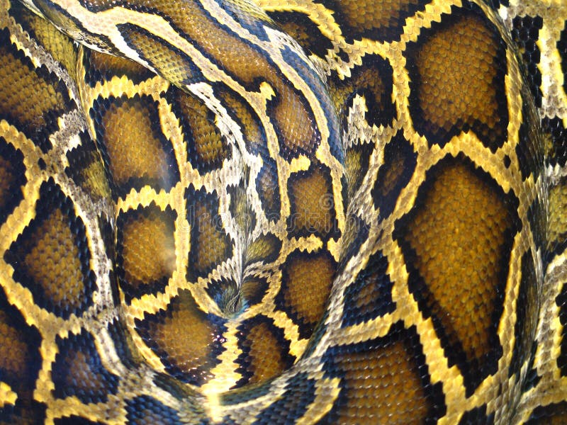 Python python bivittatus lizenzfreie stockfotografie
