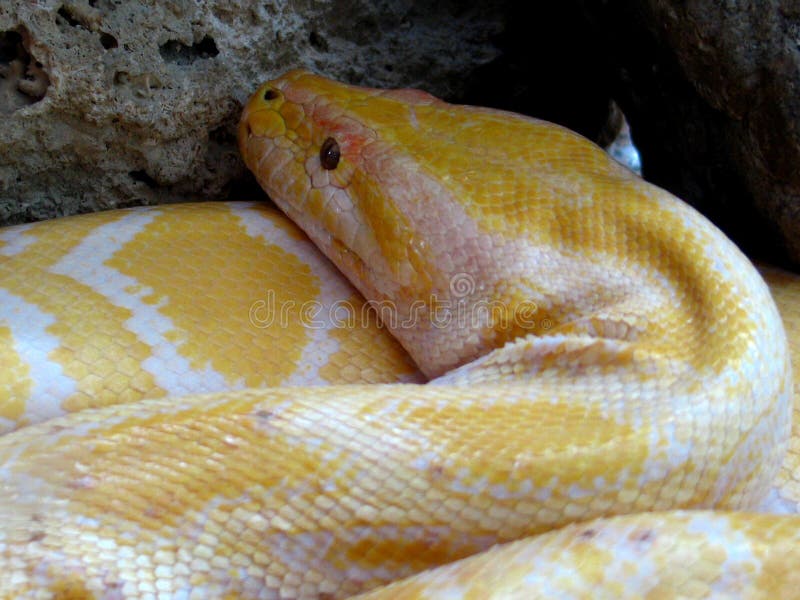 Python python bivittatus stockfoto