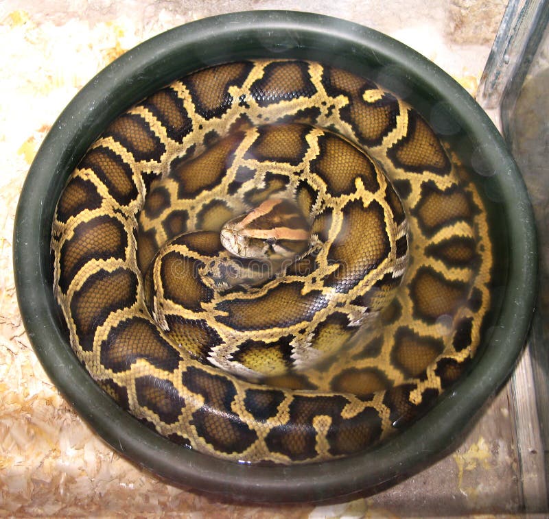 Python python bivittatus lizenzfreie stockfotos