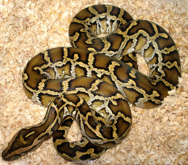 Python python bivittatus stockbild
