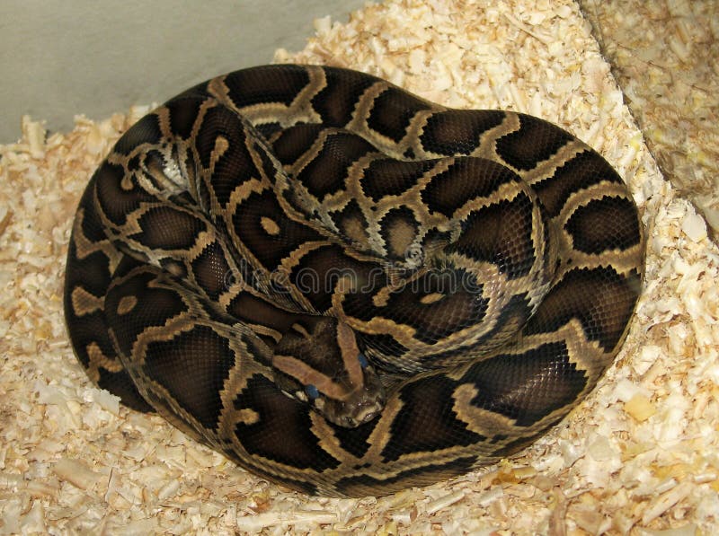 Python python bivittatus stockbilder