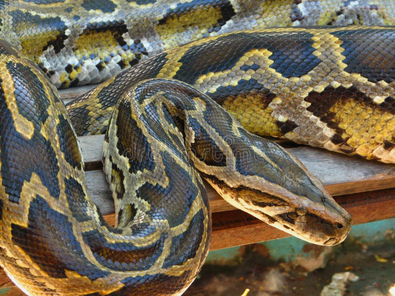 albino boa constrictor python albino boa constrictor python