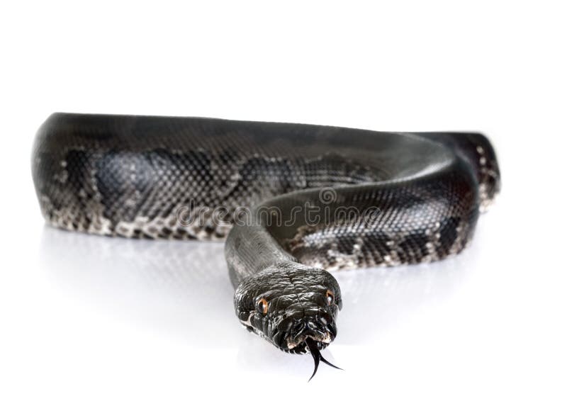 Python curtus在演播室 免版税库存照片