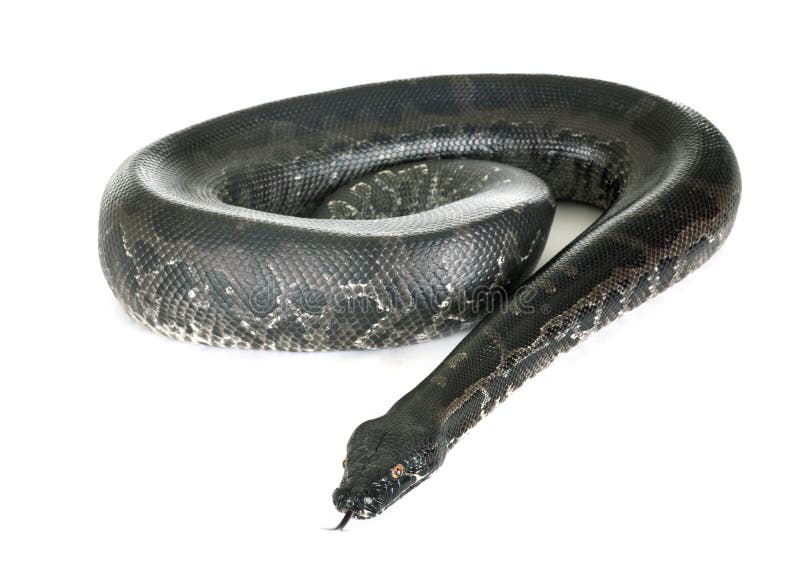 Python curtus在演播室 库存照片