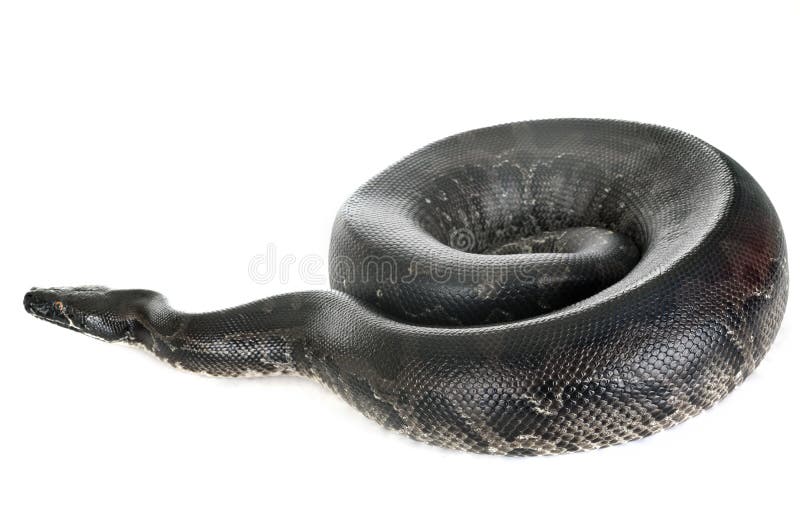 Python curtus 在摄影棚内 库存照片