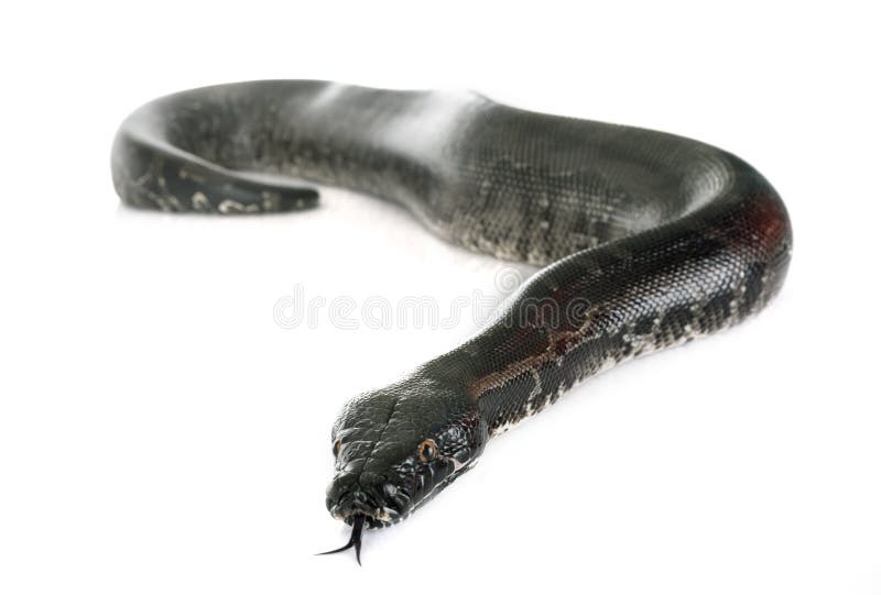 Python curtus在演播室 免版税库存图片