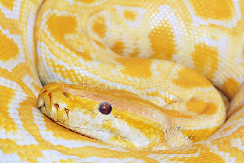 Python doré photos stock