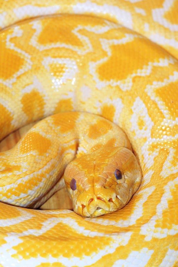 Python doré images libres de droits