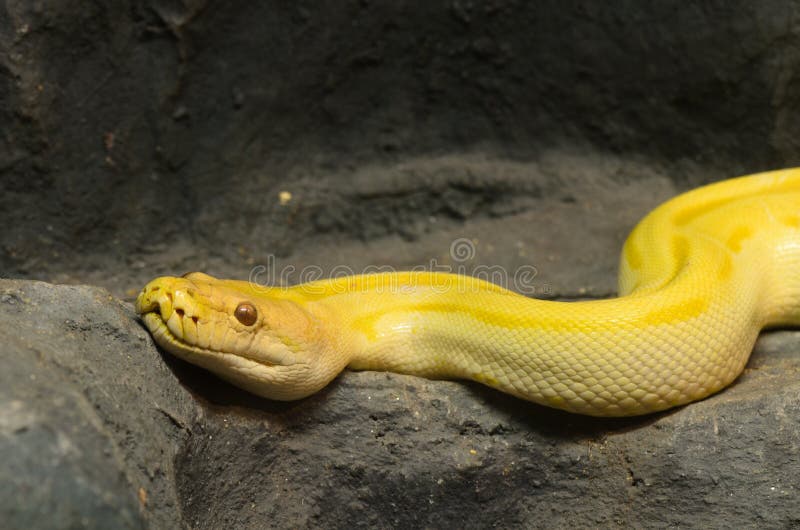 Python d'or d'un serpent