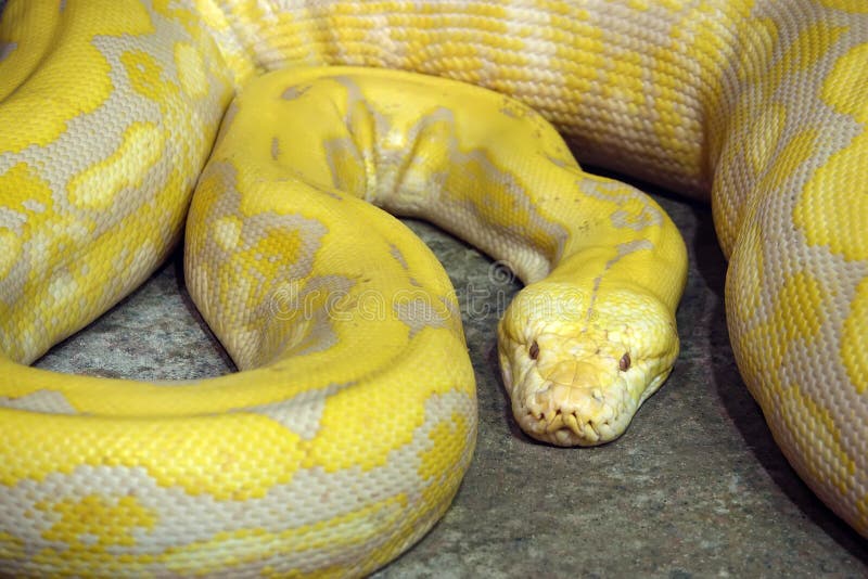 Python doré photographie stock