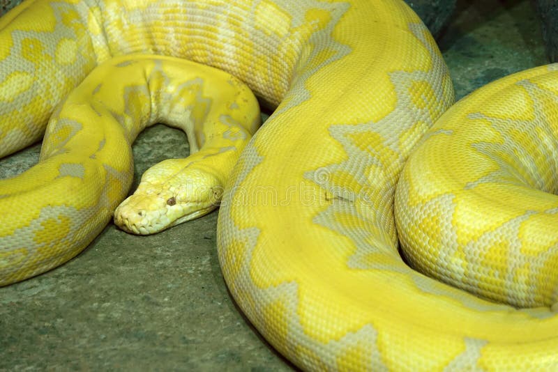 Python doré image libre de droits