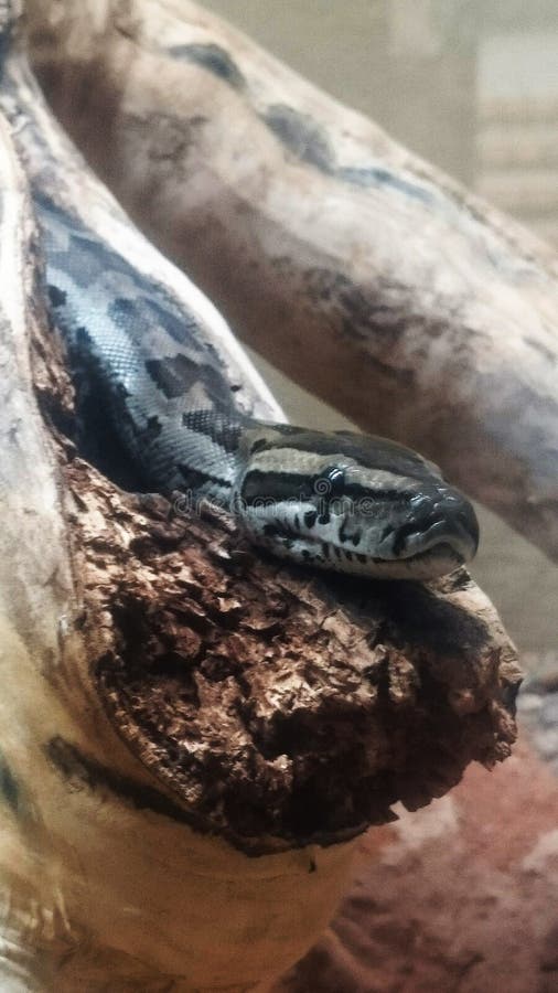 Python stock image. Image of laying, closeup, long, branch - 104671435