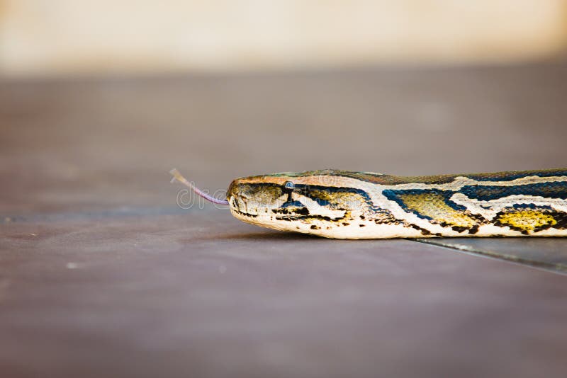 Python molurus，缅甸Python 可利用的Copyspace