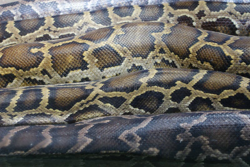Βουρμανικός βραχοπιθύνας - Python molurus στοκ φωτογραφίες