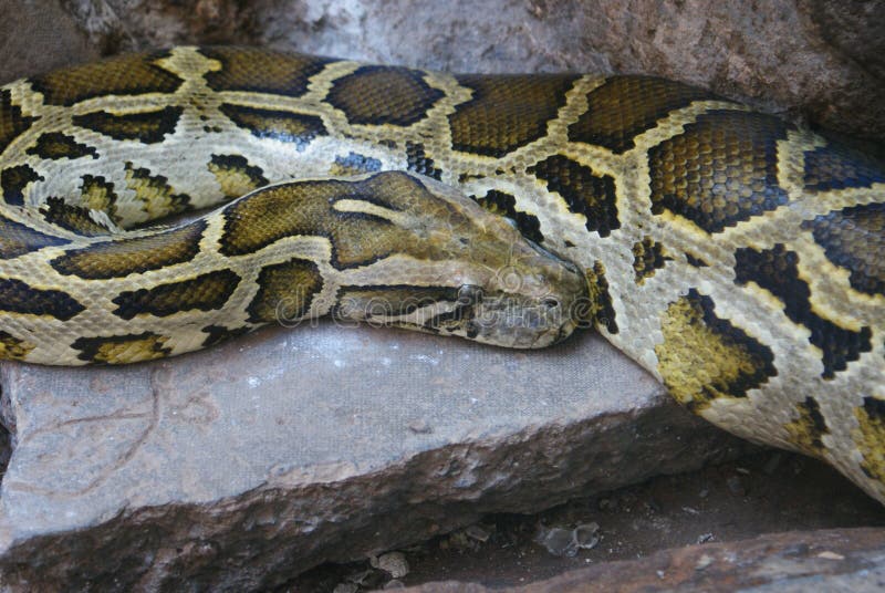 Βουρμανικός βραχοπιθόνας - Python molurus στοκ εικόνες