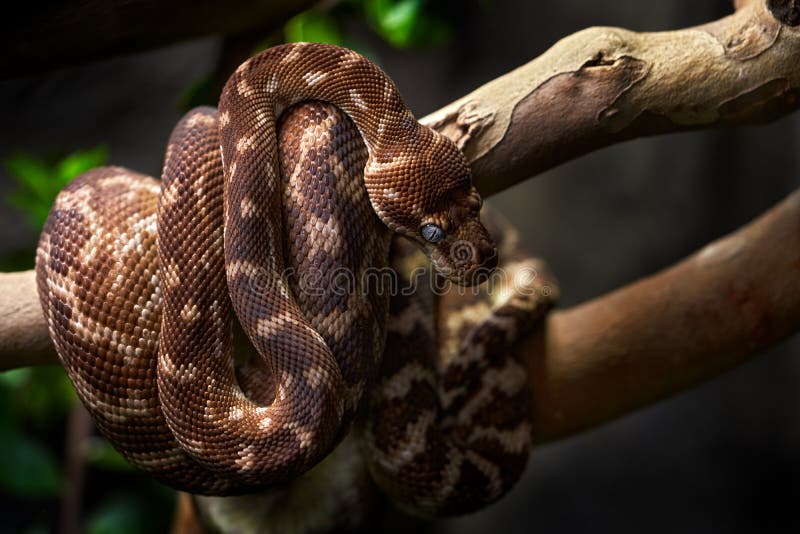 Python morelia carinata serpente sgrossato nell'habitat forestale. australia. pitone che si siede sulla natura faunistica della br