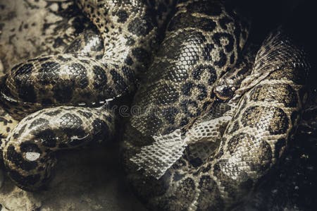 Python One of the Largest Snakes in the World Stock Image - Image of