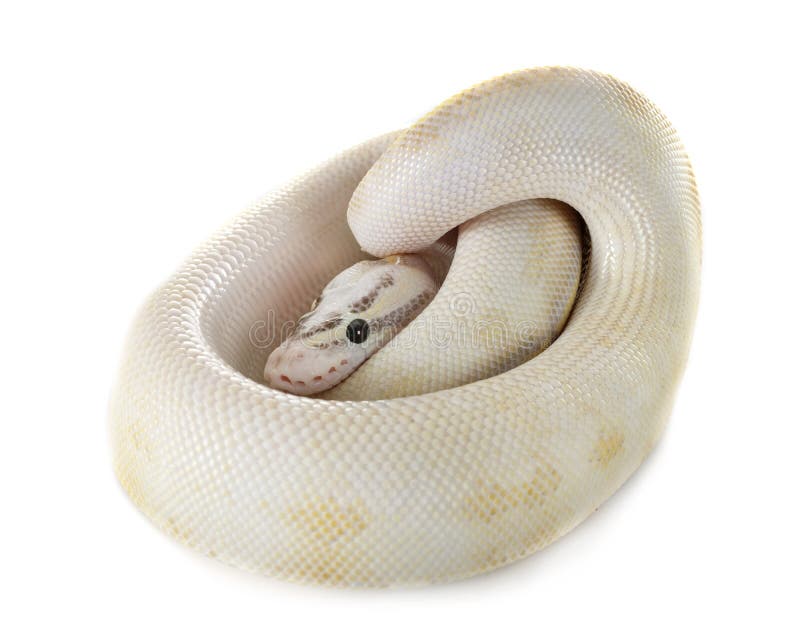 皇家Python在演播室 库存图片