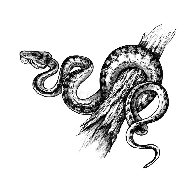 爬行在树桩的Python 向量例证