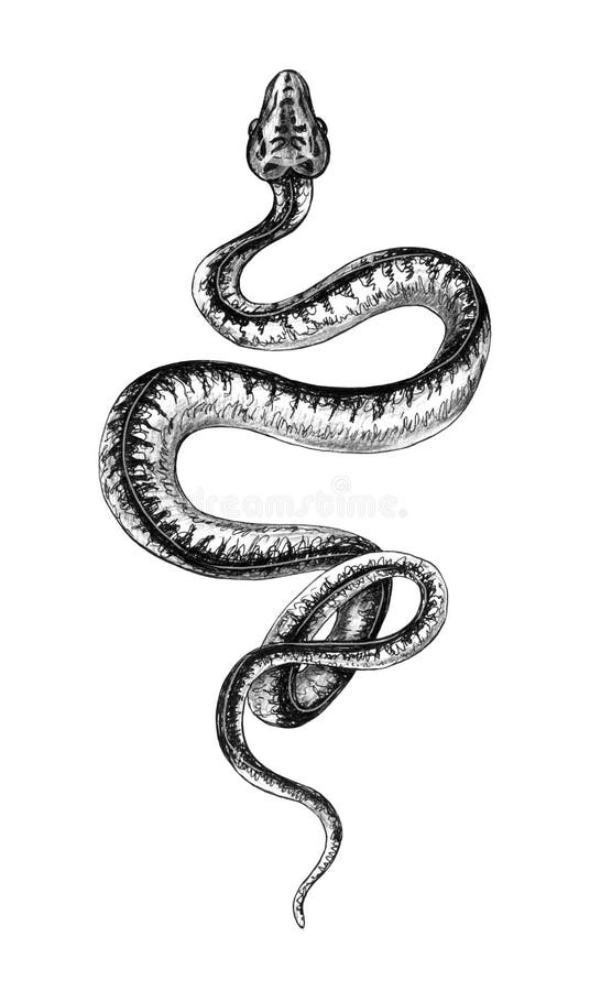 手拉的单色爬行Python 库存例证