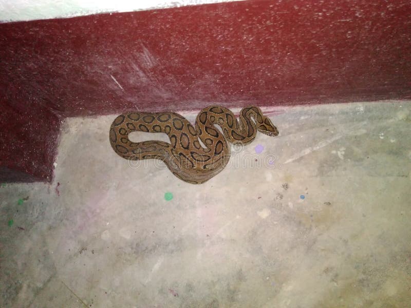 Python 免版税库存图片