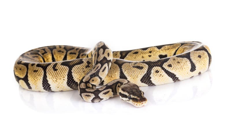 球Python在演播室 免版税库存照片