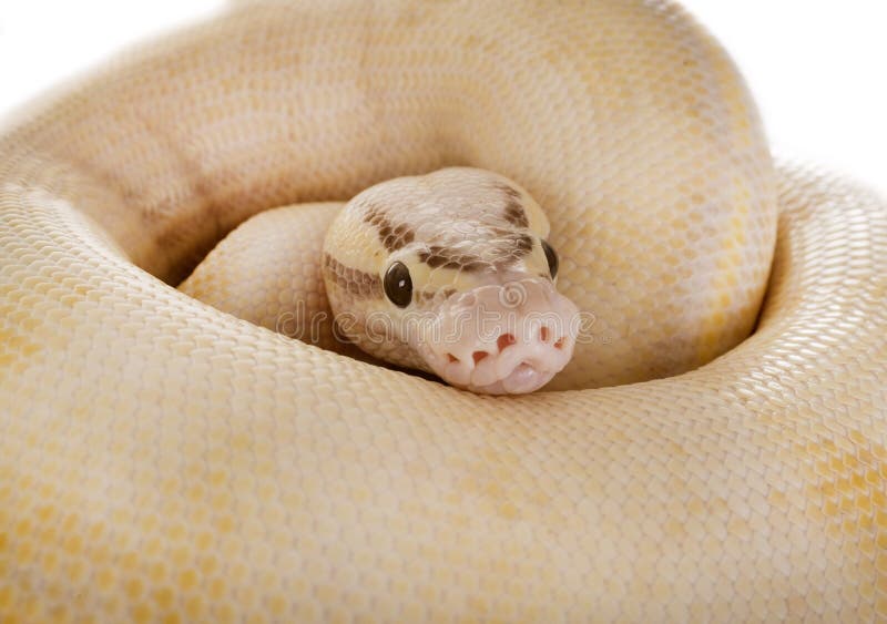 球Python在演播室 免版税库存图片