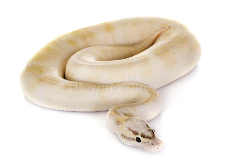 球Python在演播室 库存照片