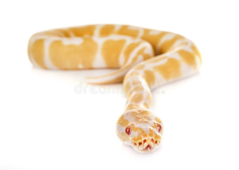 球Python在演播室 库存图片
