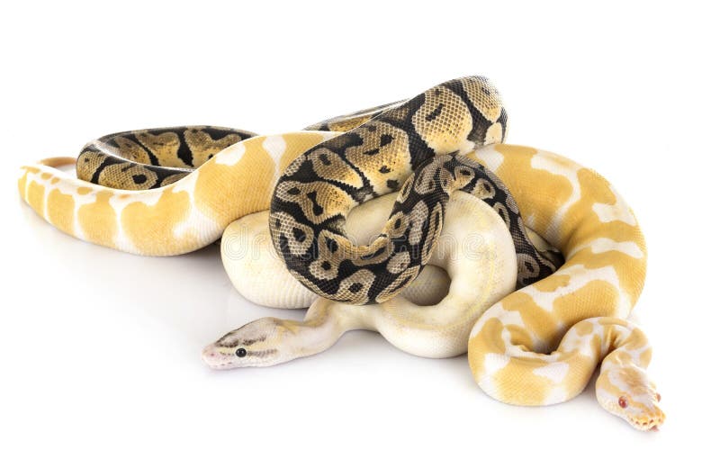球Python在演播室 免版税库存图片