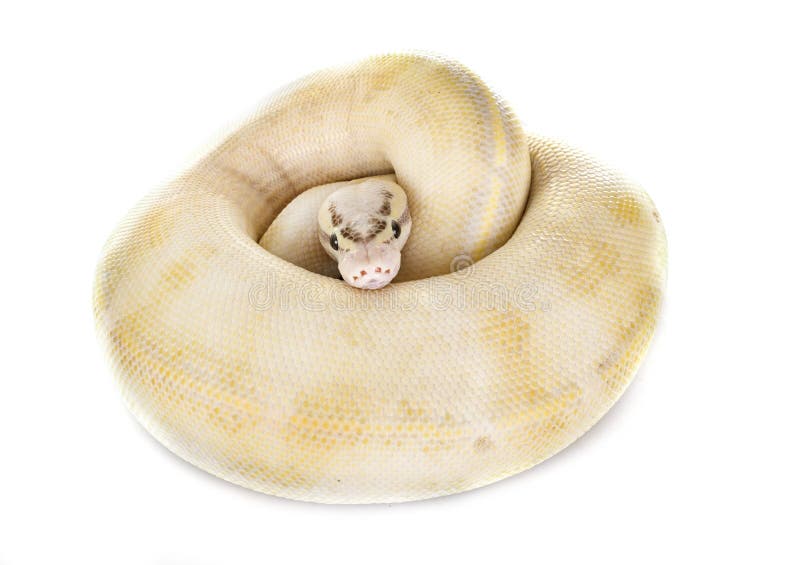 球Python在演播室 免版税库存照片