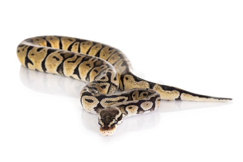 球Python在演播室 免版税图库摄影