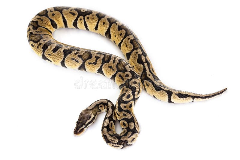 球Python在演播室 库存照片