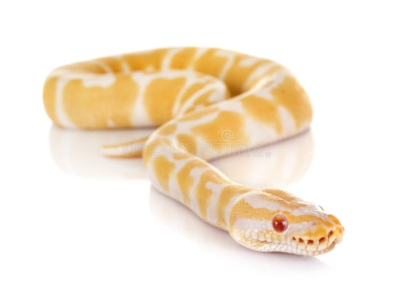 球Python在演播室 库存照片