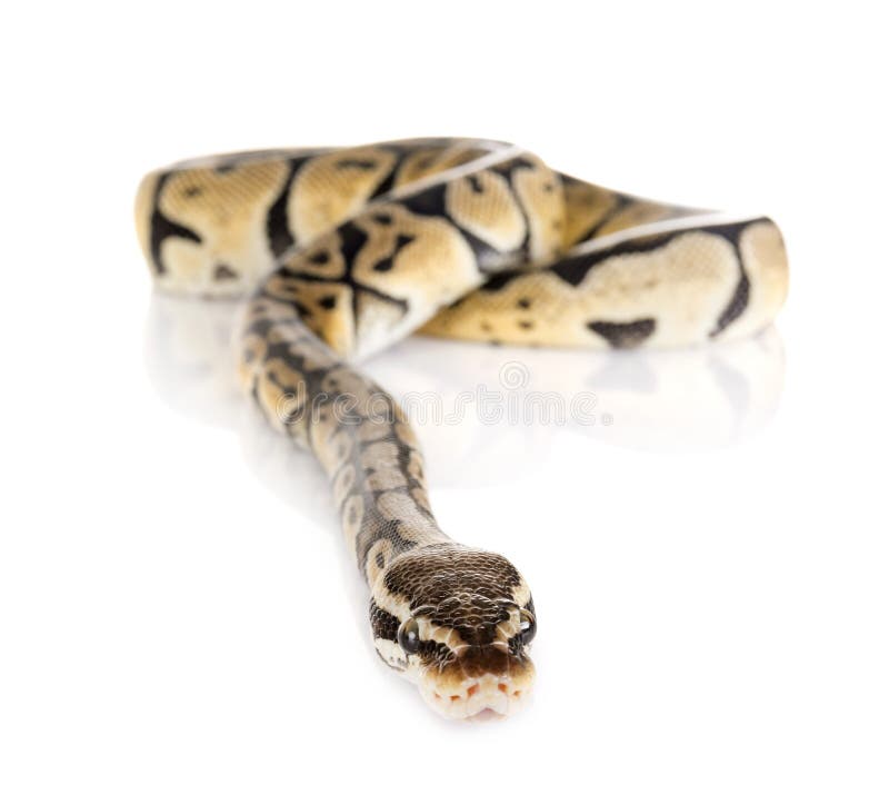 球Python在演播室 免版税库存图片