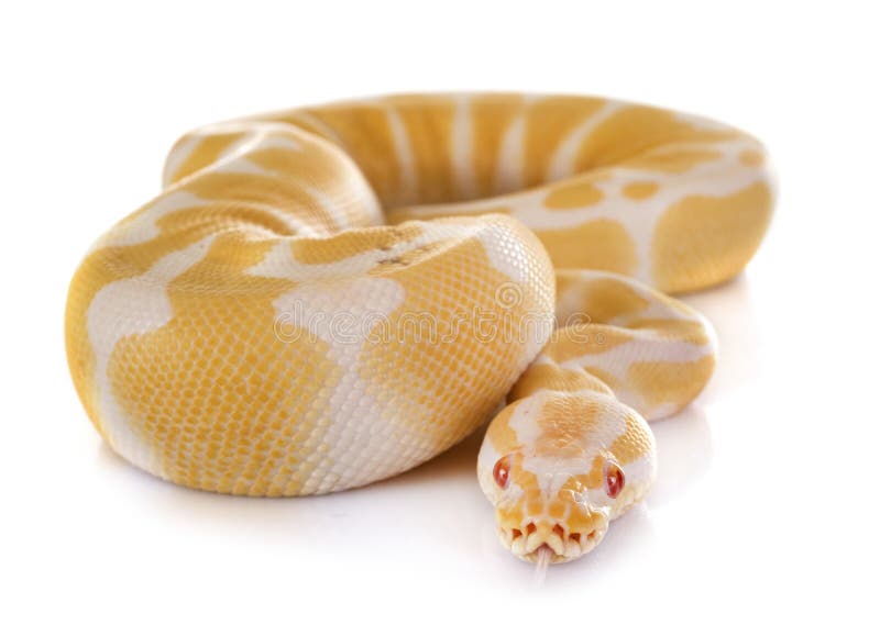 球Python在演播室 免版税库存照片