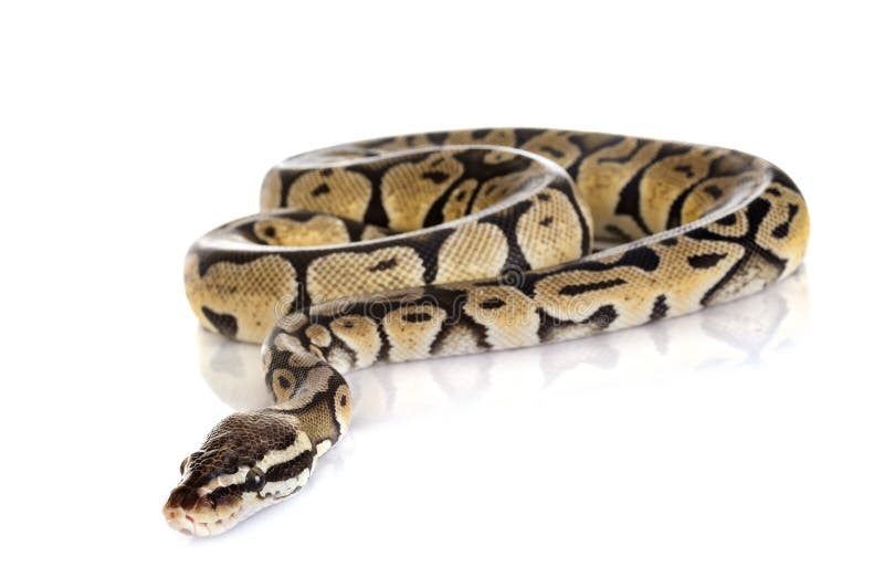 球Python在演播室 免版税库存图片