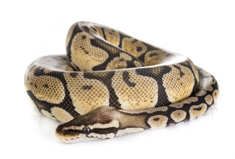 球Python在演播室 免版税库存照片