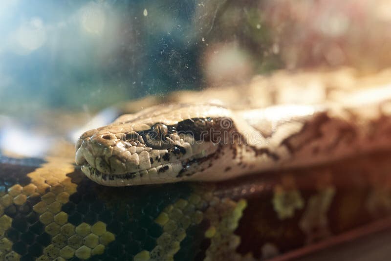 大型蟒蛇在一个玻璃水族箱里 图库摄影