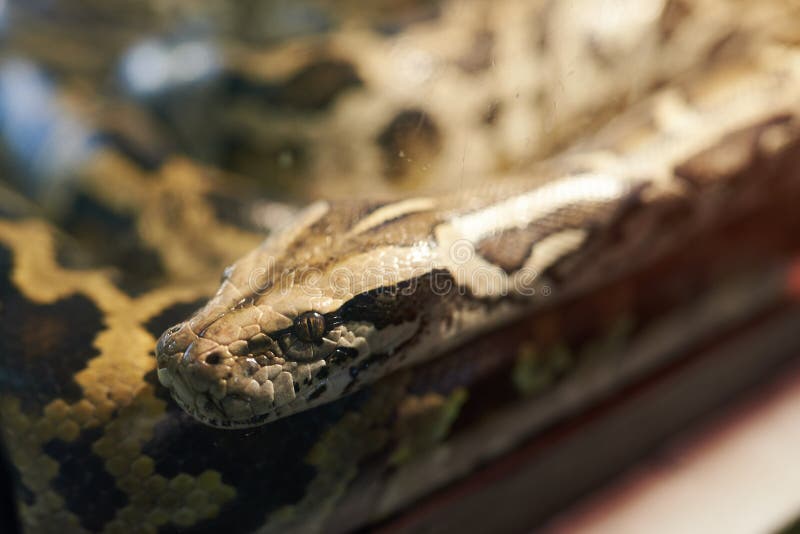 大型蟒蛇在一个玻璃水族箱里 免版税库存图片