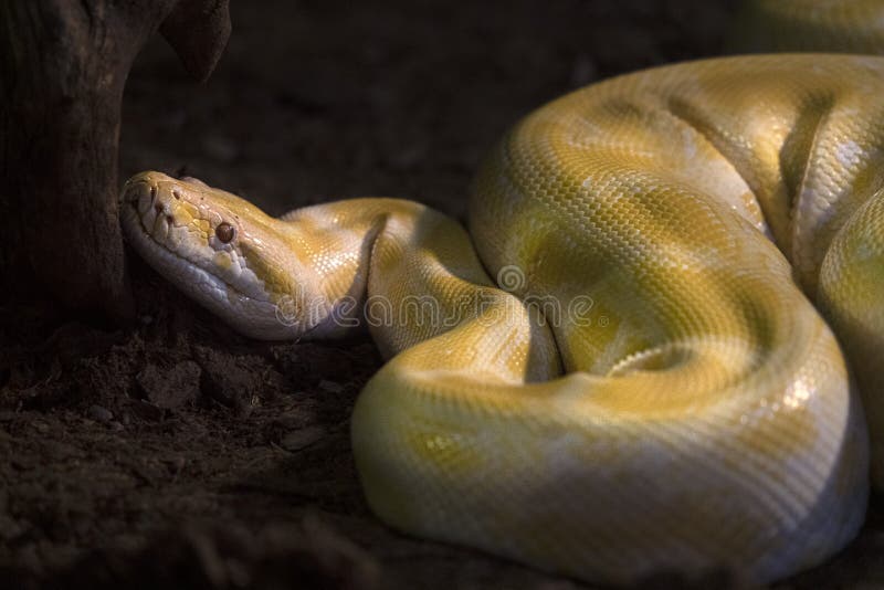 在树的黄色Python 图库摄影