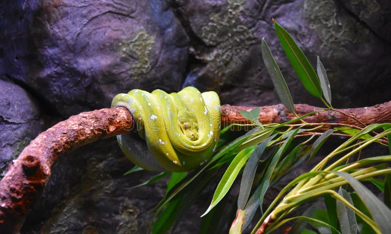 在分支的休息的野生绿色树Python 免版税库存照片